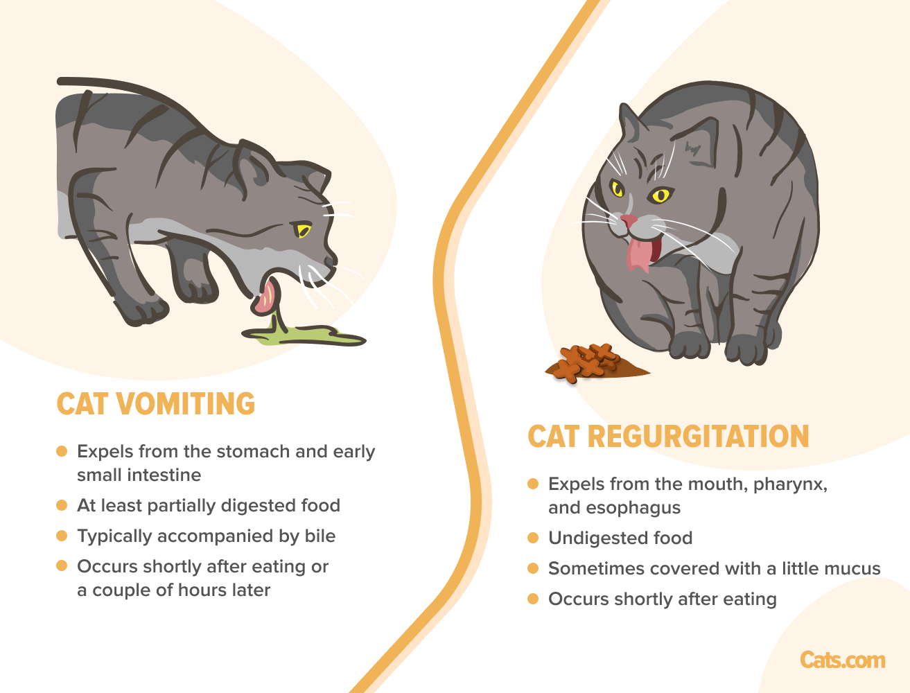 Un'illustrazione informativa che raffigura la differenza tra vomito e rigurgito nei gatti. Il vomito, mostrato a sinistra, riguarda cibo parzialmente digerito e spesso ha una consistenza fluida. Il rigurgito, mostrato a destra, è cibo non digerito espulso dall'esofago senza le forti contrazioni addominali associate al vomito.