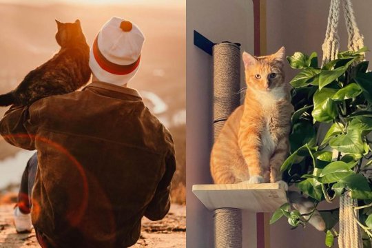 10 Modi per dimostrare al tuo gatto che lo ami