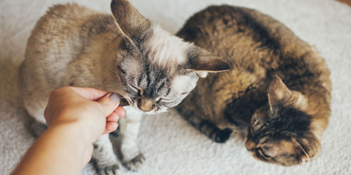 Una donna dà un dolcetto ai gatti Devon