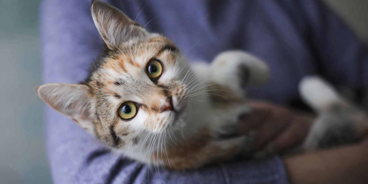 Un paio di mani femminili che cullano delicatamente un gatto, simboleggiando il legame tenero e premuroso tra gli esseri umani e i loro compagni felini.