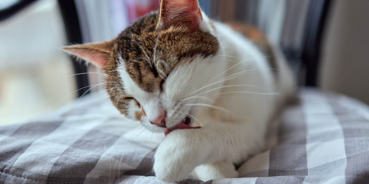 bellissimo gatto carino che si lecca la zampa