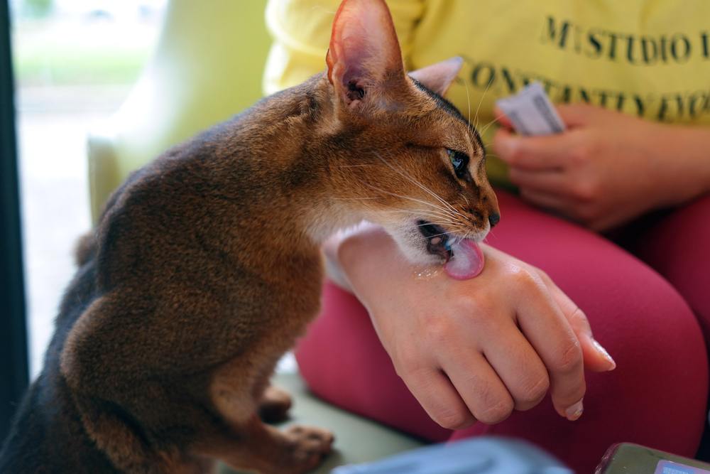 il gatto viene e lecca il bocconcino per gatti