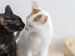 Endearing moment captured as two cats gaze at each other, reflecting companionship, curiosity, and the connection shared between feline friends.