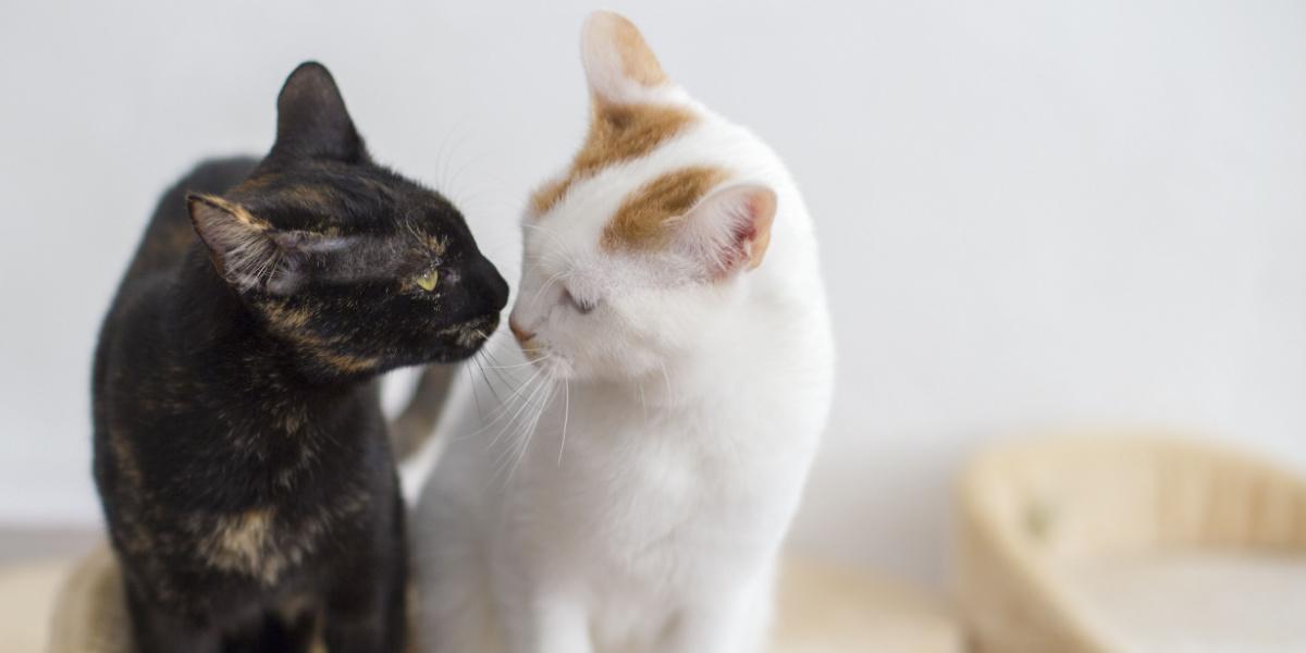 Un momento toccante catturato mentre due gatti si guardano, a dimostrazione della compagnia, della curiosità e del legame condiviso tra amici felini.