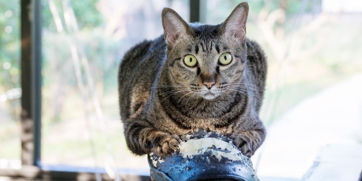 gatto grigio a strisce che graffia una sedia nera