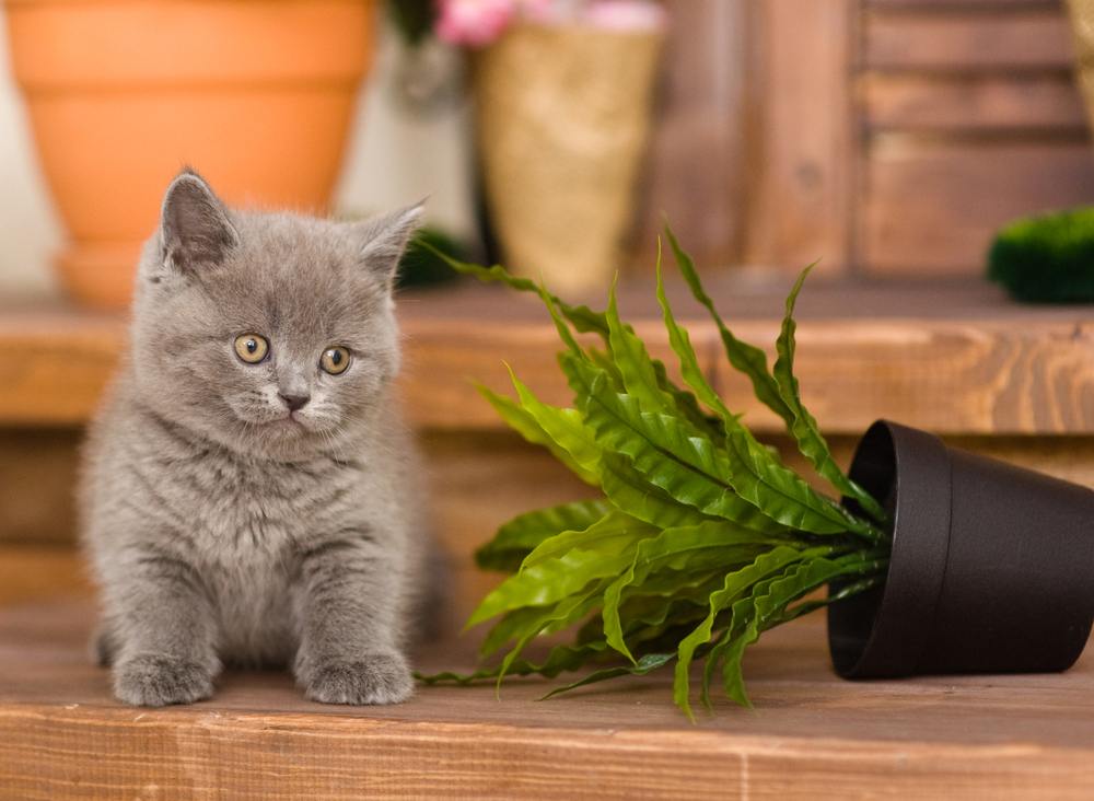 Un gattino giocoso che rovescia un vaso di fiori, mostrando l'adorabile malizia di un giovane felino.