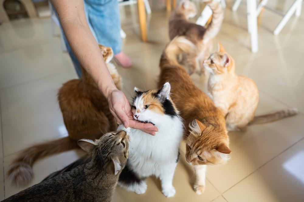 Persone che giocano e interagiscono con gioia con i gatti, illustrando momenti di divertimento, legame e felicità condivisa tra gli esseri umani e i loro amici felini.