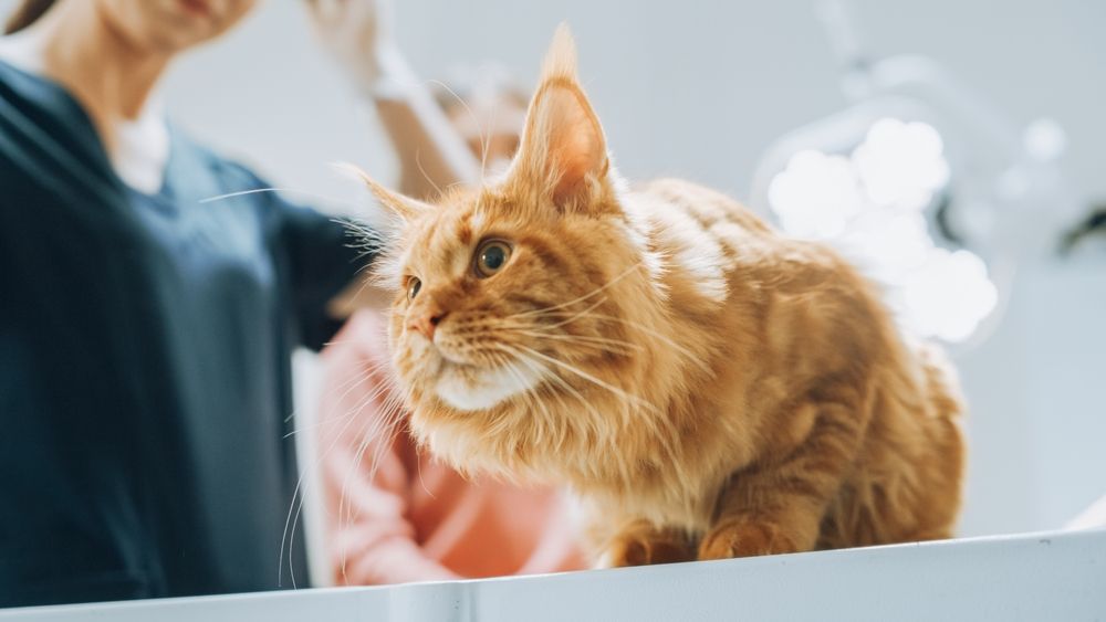 veterinario Maine Coon rosso