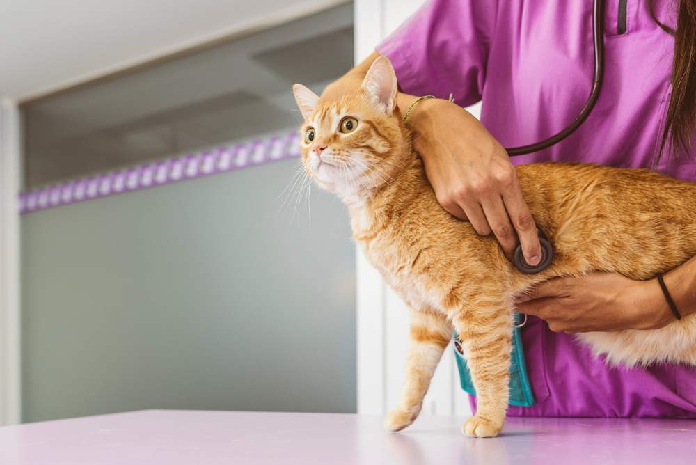 Un'immagine che ritrae un veterinario che esegue un controllo approfondito su un gatto, utilizzando uno stetoscopio per auscultare il battito cardiaco dell'animale, dimostrando cura e attenzione professionali per il benessere dell'animale.