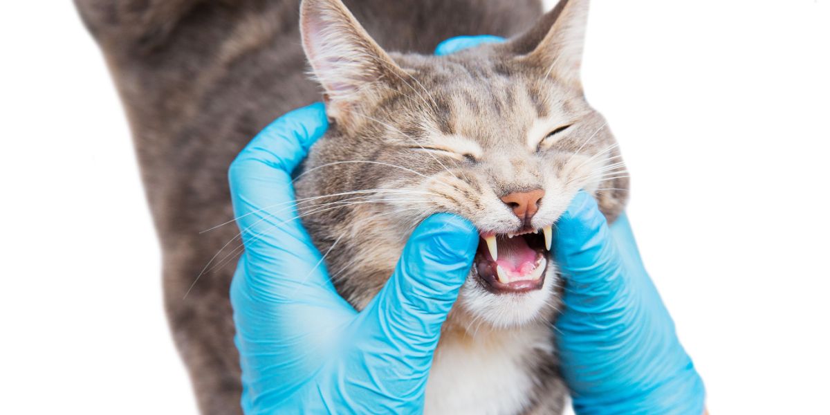 il veterinario controlla la bocca del gatto