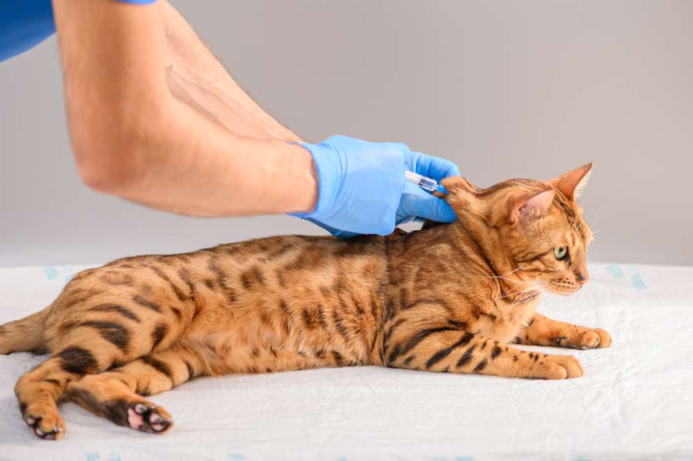 veterinario usa una siringa per vaccinare il gatto bengala