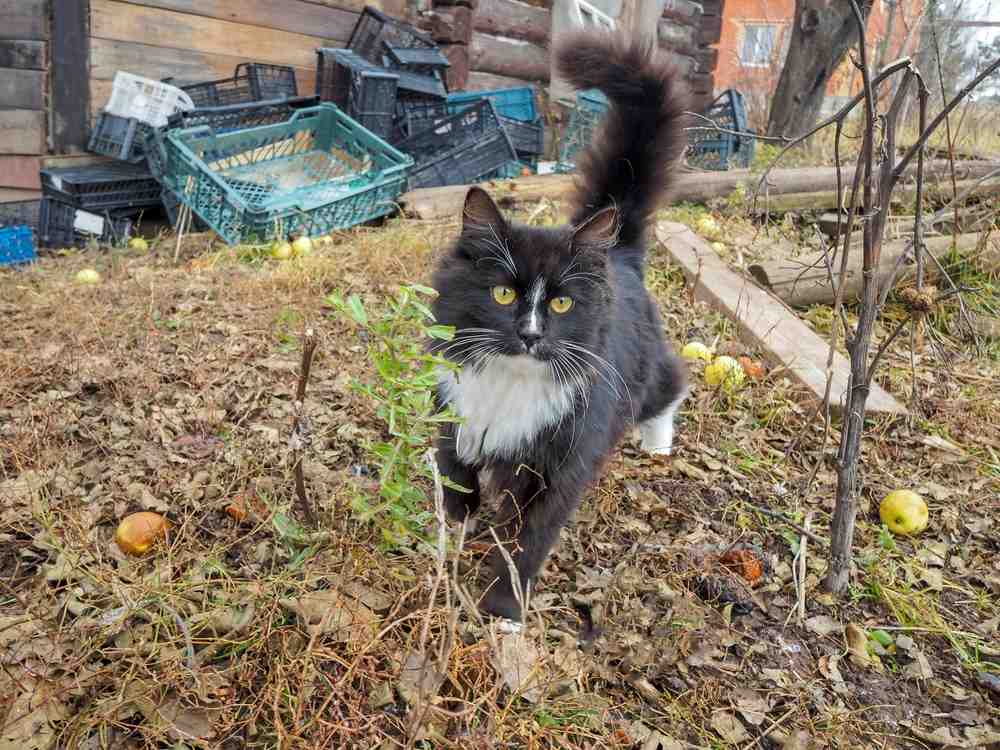 Un gatto bianco e nero cammina