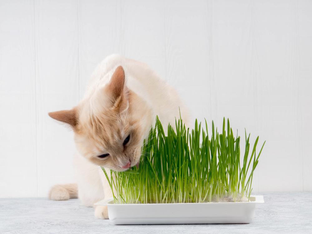 Un gatto che consuma felicemente erba verde fresca, mostrando il suo comportamento naturale di ingerire verdure per favorire la digestione e il benessere.