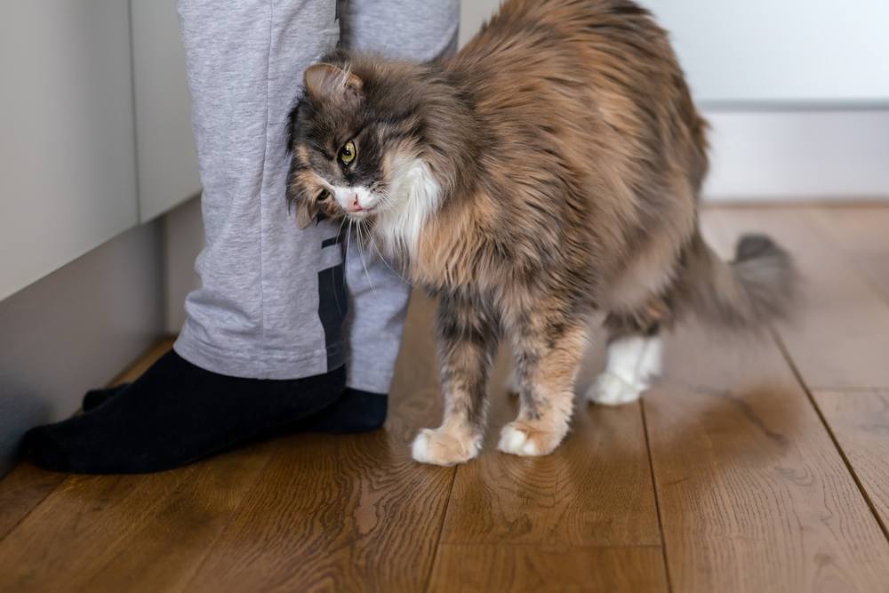 Un gatto che si strofina affettuosamente contro le gambe di un essere umano, mostrando la sua natura socievole e amichevole attraverso l'interazione fisica.