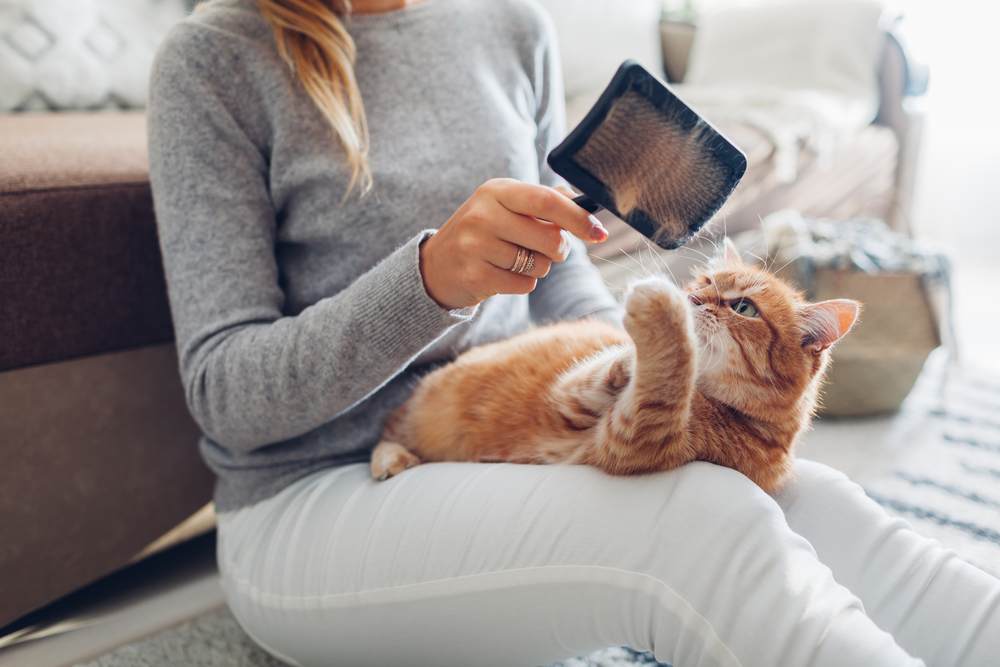 Pettinare il gatto rosso con la spazzola a pettine a casa