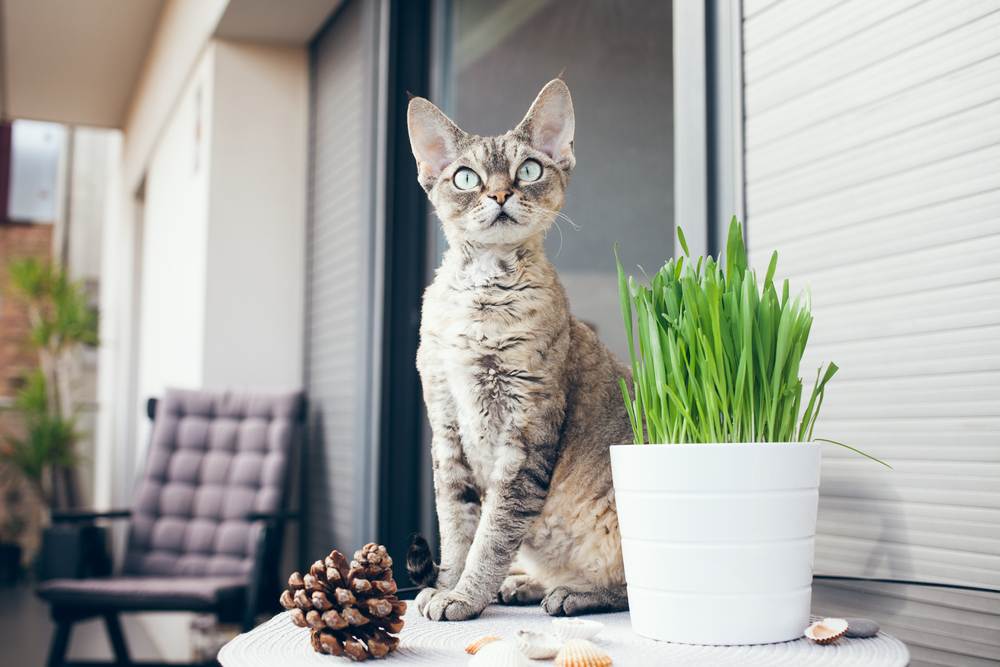 Il gatto Devon Rex è seduto