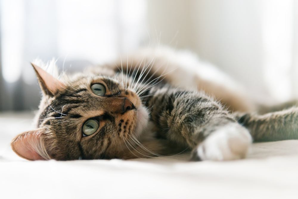 Un'immagine serena di un gatto grigio che riposa pacificamente su un letto, incarnando il relax e la contentezza.