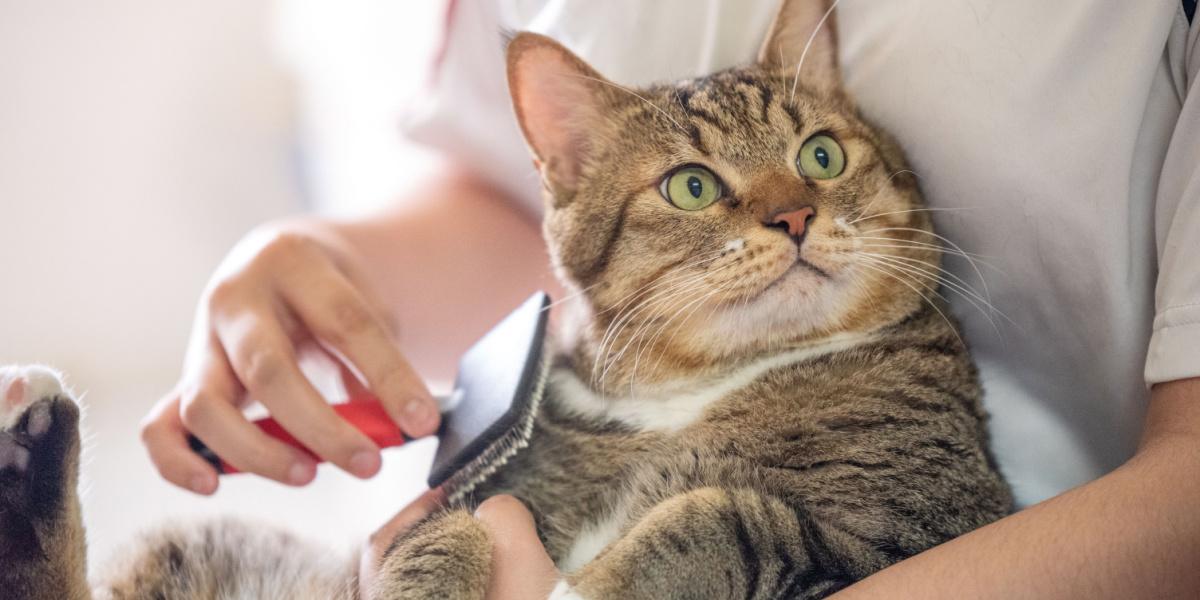 Come prendersi cura di un gattino