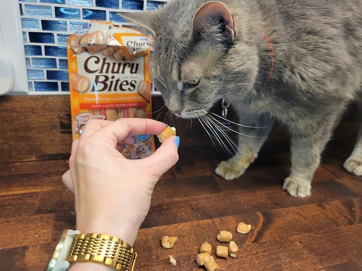 nascondere la pillola nel cibo per gatti