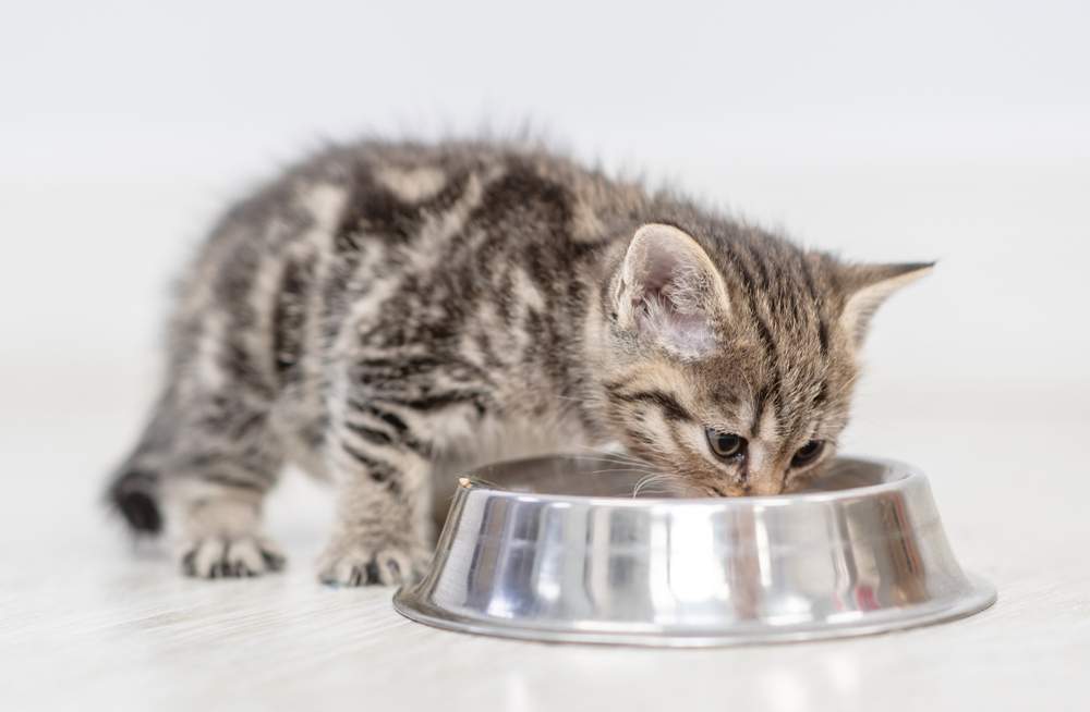 Gattino che mangia cibo dalla ciotola a casa