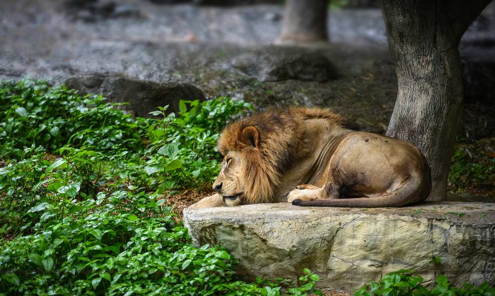 Un'immagine serena di un leone addormentato, che trasmette tranquillità e mette in mostra i momenti di pace nella vita di un animale selvatico.