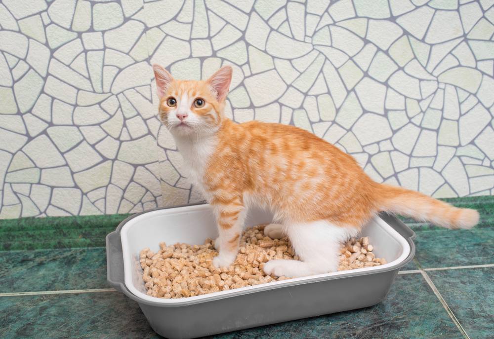 Gatto dai capelli rossi nella lettiera