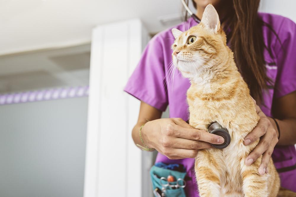 Il veterinario sta visitando un bellissimo e grazioso gatto