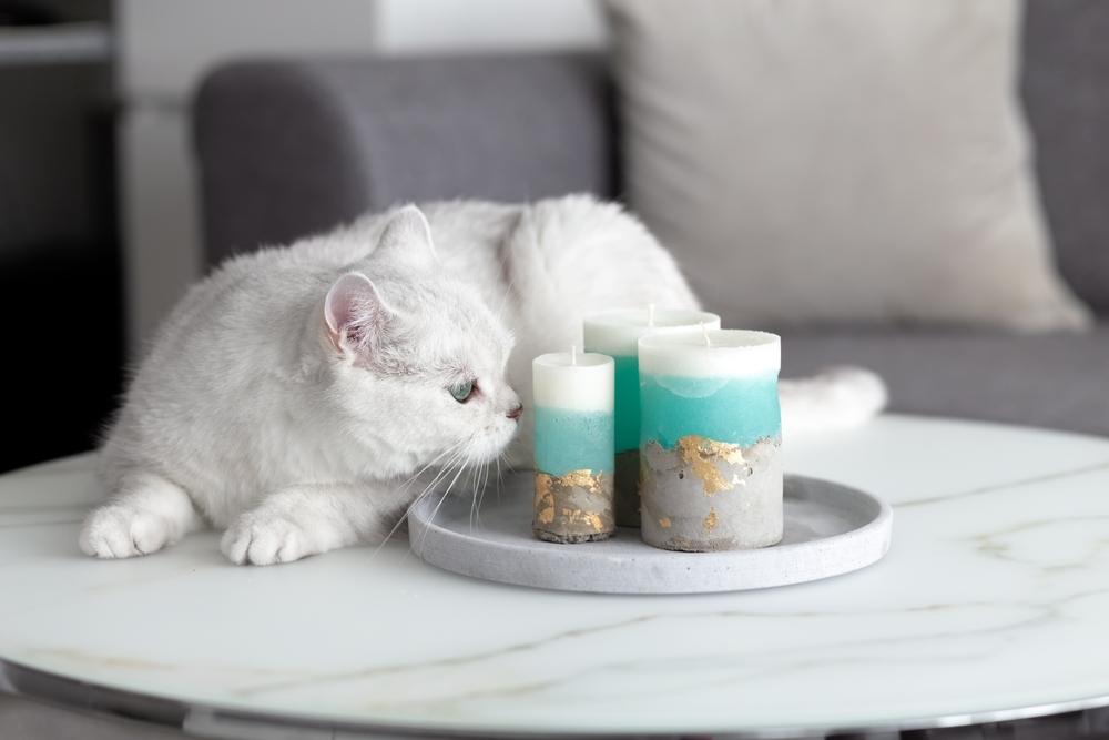 un gatto britannico bianco in una stanza, in piedi su un tavolo, che annusa con curiosità le candele, mettendo in mostra la sua natura curiosa.