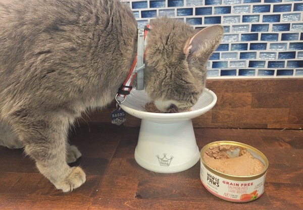 far passare un gatto al cibo umido per gatti