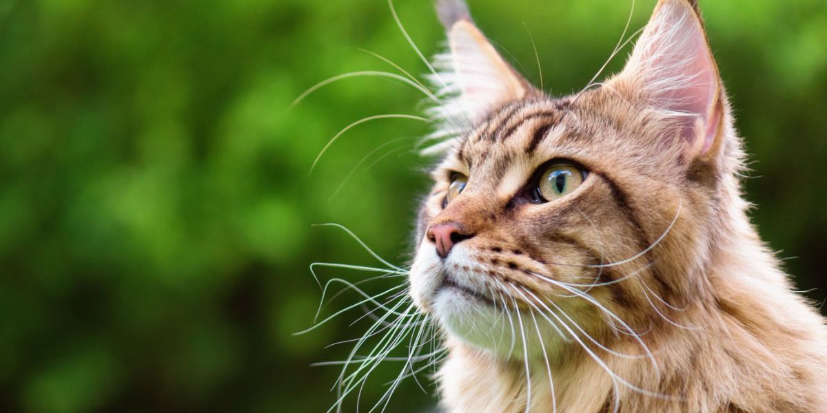 Un'immagine che mette in risalto la presenza sorprendente di un gatto Maine Coon tigrato nero, con la sua pelliccia maestosa e le sue caratteristiche macchie tigrate.