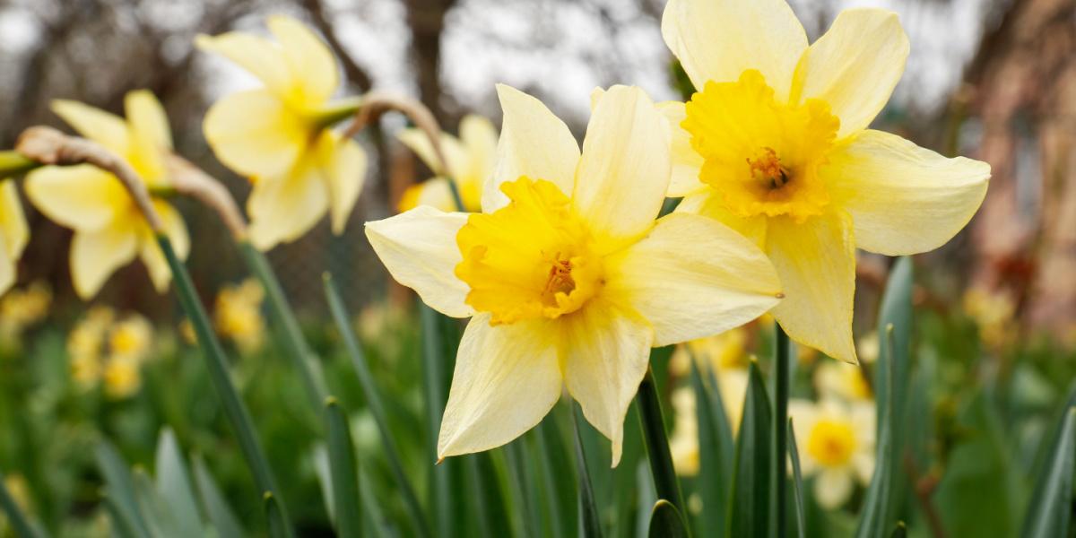 Narcisi vivaci in piena fioritura, che prosperano in un giardino e aggiungono un tocco di colore al paesaggio.