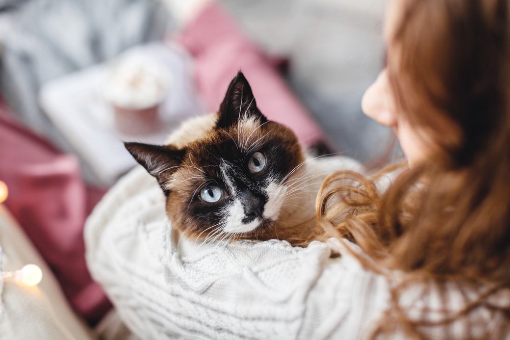 portare il gatto in casa