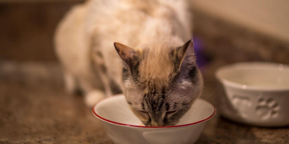 gatto che mangia cibo morbido e delizioso