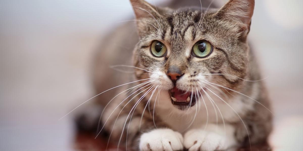 Un gatto curioso con il naso alzato, attivamente impegnato a fiutare gli odori dell'ambiente circostante, mettendo in mostra l'acuto senso dell'olfatto che gioca un ruolo fondamentale nella percezione del mondo da parte del gatto.