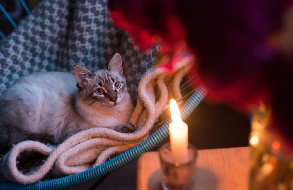 un gatto su una coperta che osserva con curiosità la luce tremolante delle candele, creando un'atmosfera calda e accogliente.