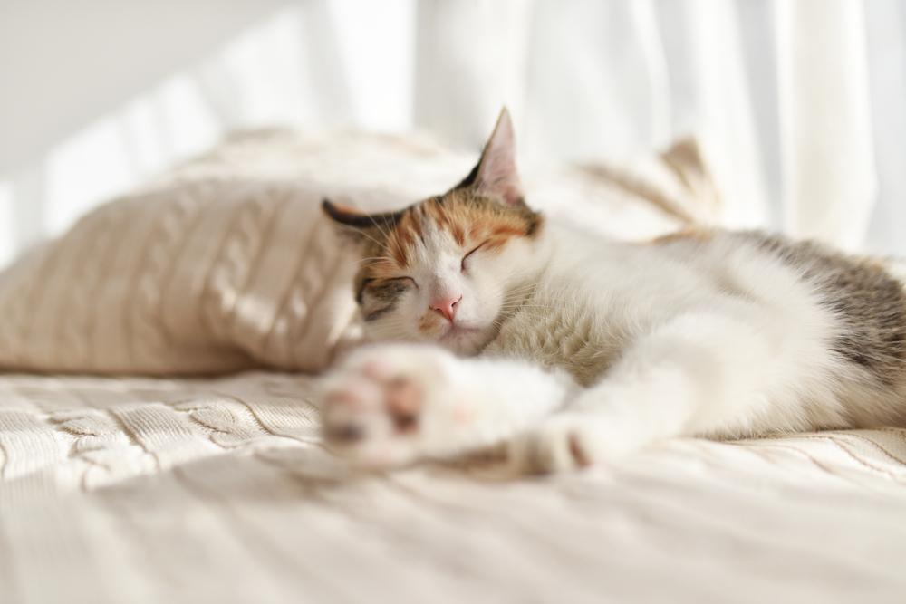 Un'immagine che cattura un gatto in un sonno profondo e tranquillo