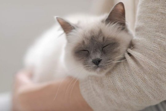 Come aiutare un gatto con l'ansia da separazione