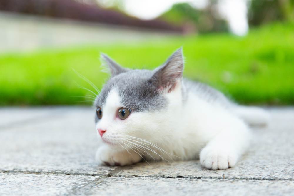 gattini accovacciati sul pavimento di cemento