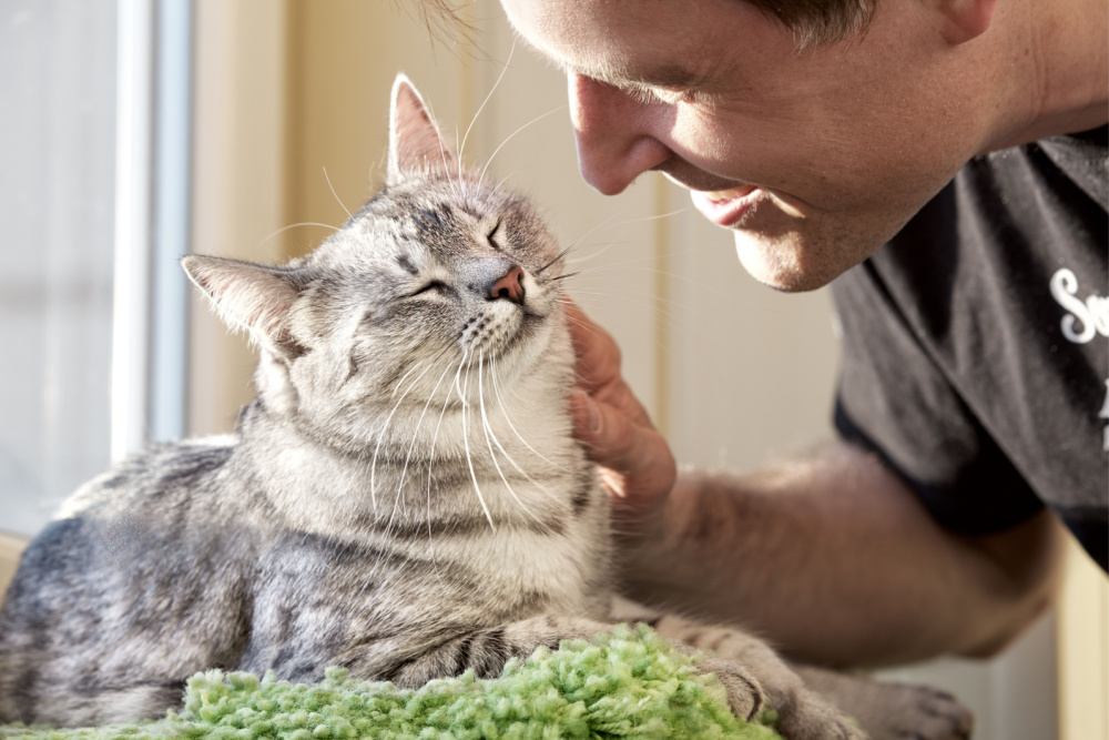 uomo strofina gatto