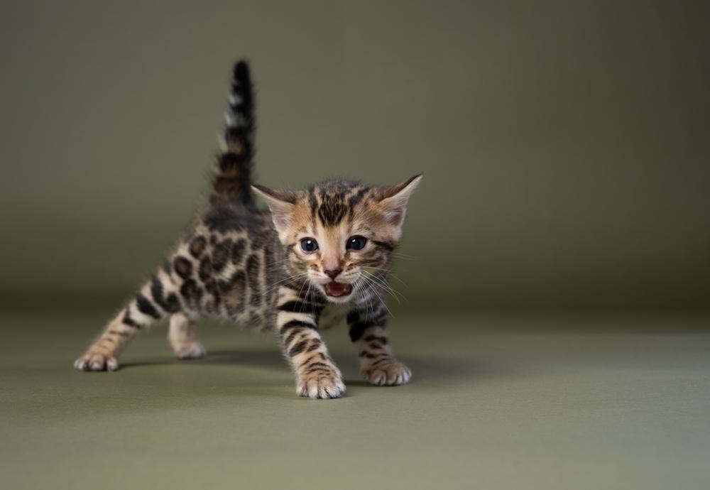 piccolo gattino bengala che miagola