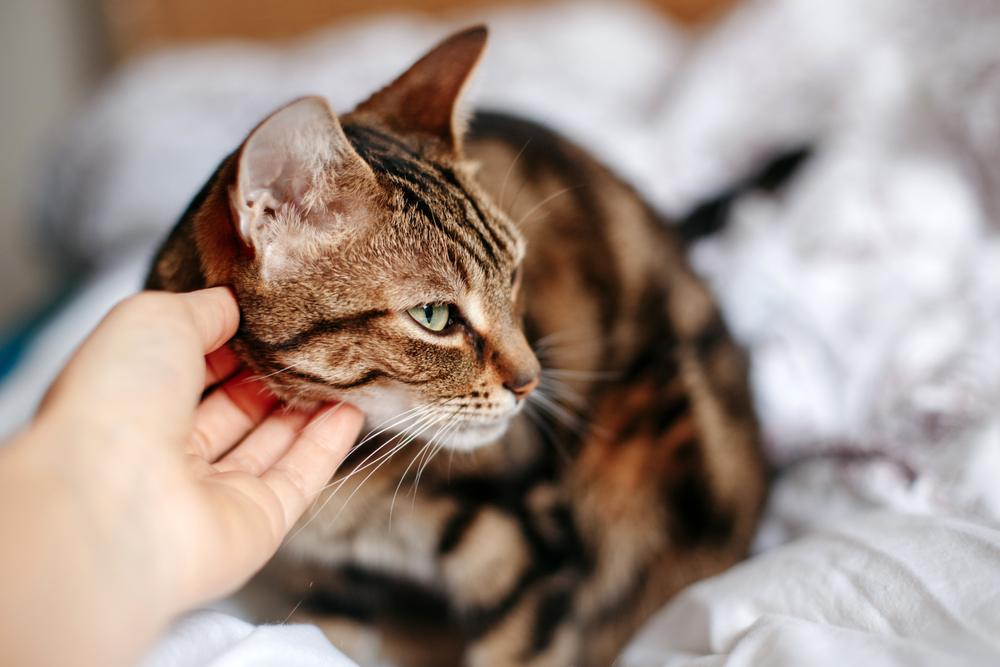 Un'immagine informativa che evidenzia i segnali di stress nei gatti, con immagini di comportamenti ed espressioni comuni correlati allo stress, incoraggiando gli osservatori a comprendere meglio e a prendersi cura del benessere dei loro compagni felini.