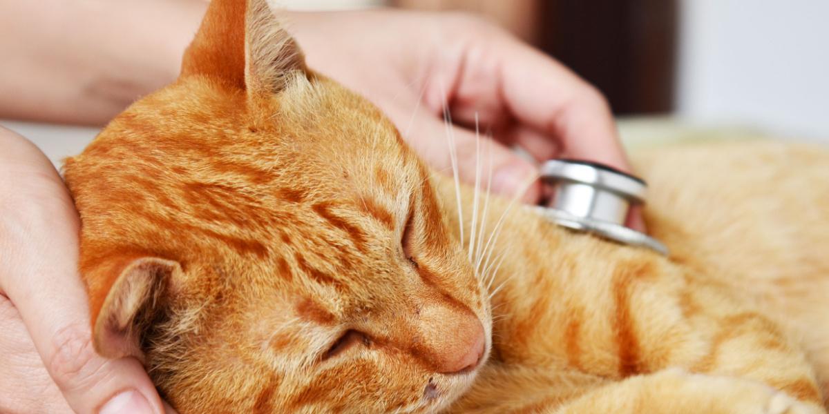 Un'immagine che ritrae un veterinario che esegue un controllo su un gatto