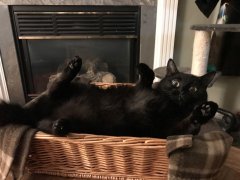 Cute black cats lays in a weird position with paws in the air.