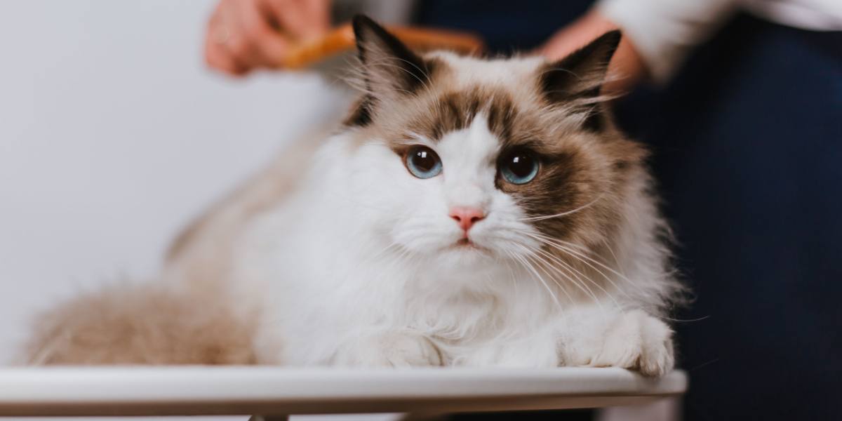 donna che pettina il gatto ragdoll