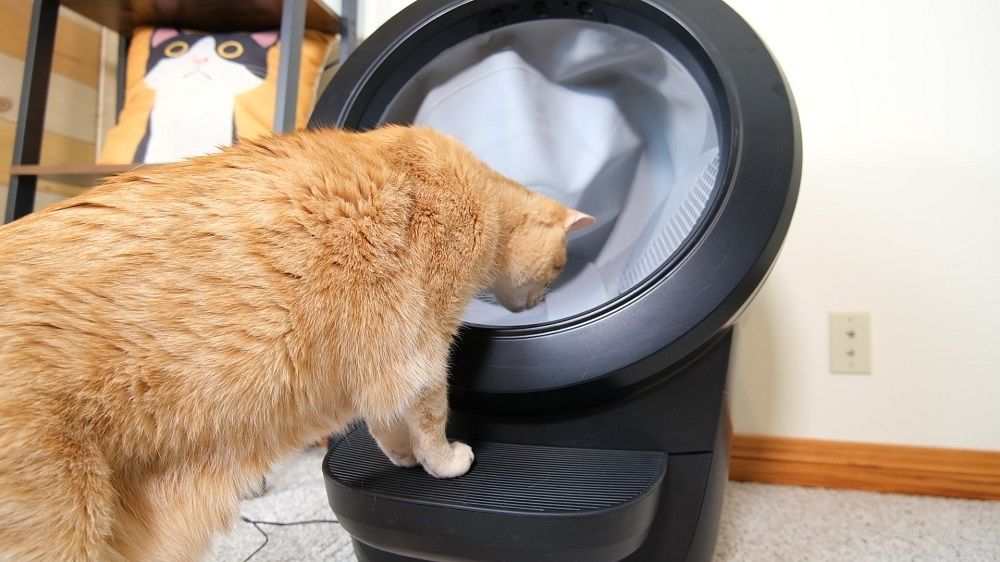 Un gatto in piedi davanti a un Litter Robot 4