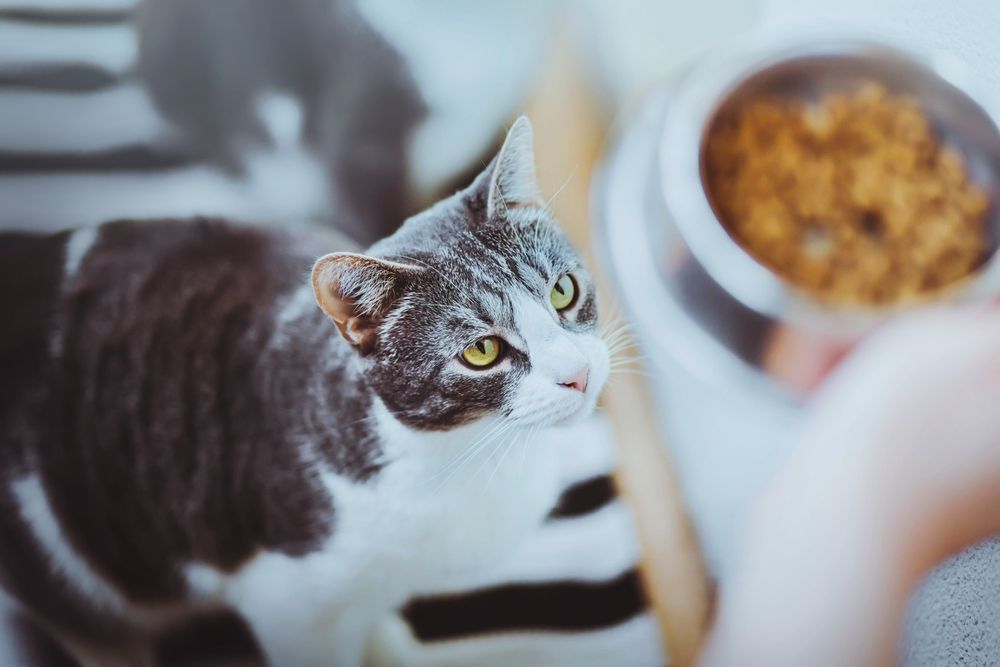 Adorabile gatto domestico a strisce con occhi gialli che fissa una ciotola di cibo