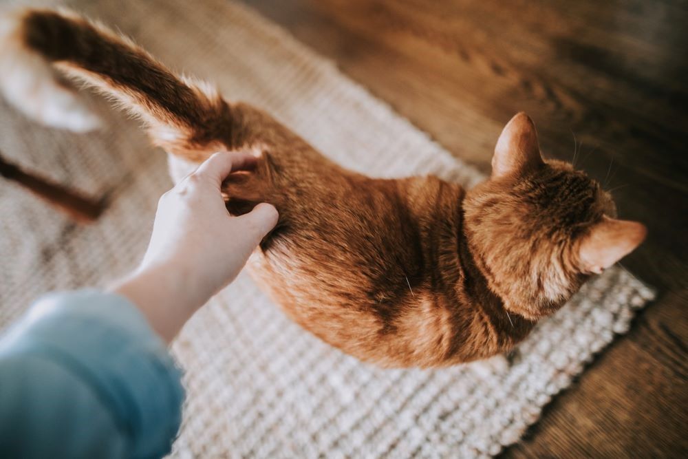 Una persona che accarezza un gatto arancione su un tappeto