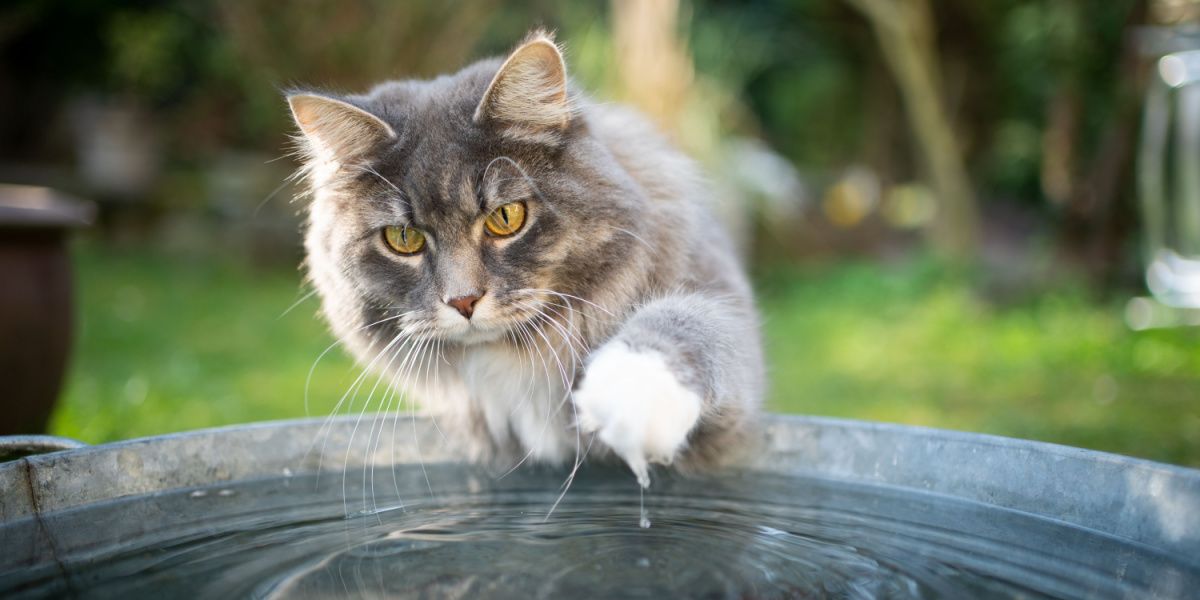 Gatto Maine Coon blu soriano e bianco che interagiscono giocosamente con l'acqua