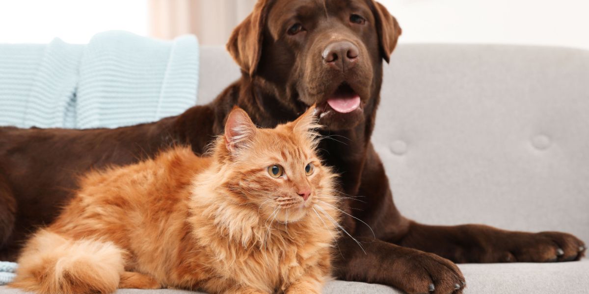 Gatto e cane insieme sul divano