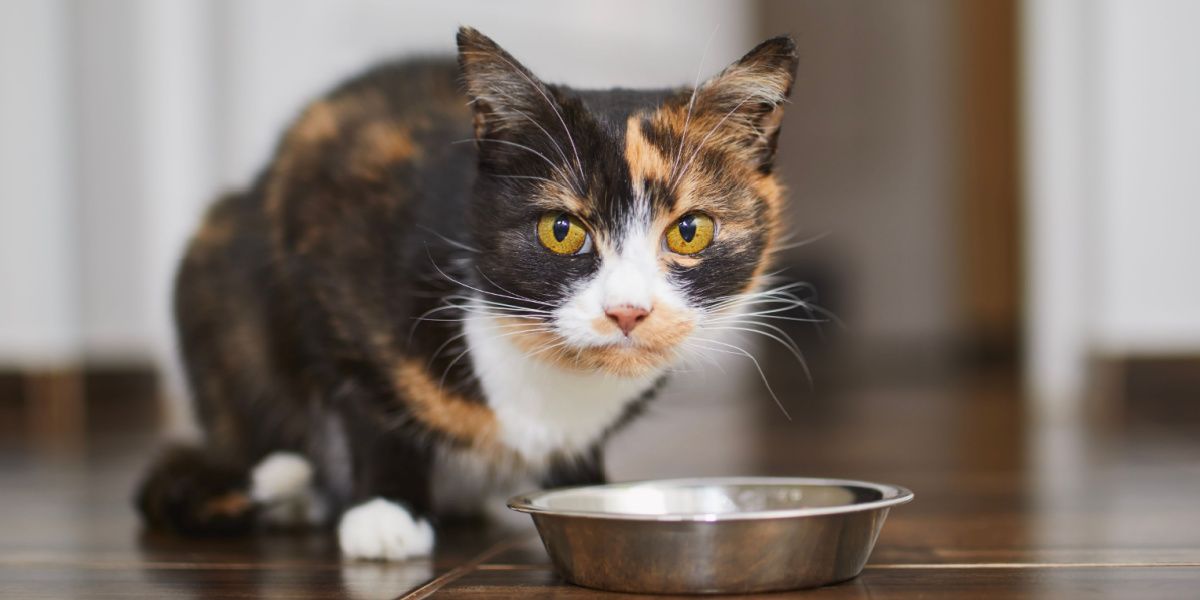 Carino gatto marrone che mangia da una ciotola di metallo a casa